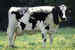 Funny-Cow-28